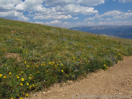 Wildflowers along the South Mount Elbert Trail, San Isabel National Forest, Colorado