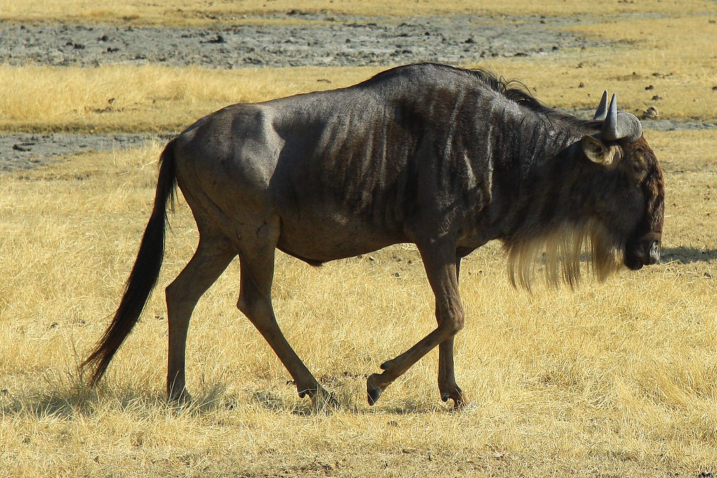 White-bearded Wildebeest