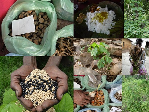 Medicinal Rice Formulations for Diabetes Complications, Heart and Kidney Diseases (TH Group-90) from Pankaj Oudhia’s Medicinal Plant Database by Pankaj Oudhia
