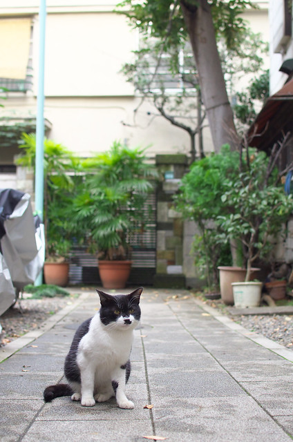 東京路地裏散歩 雑司ヶ谷のネコ 2013年11月4日