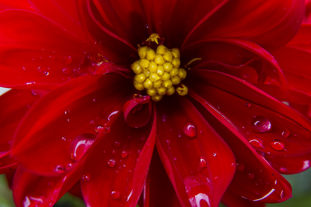 Water Droplets on a Flower