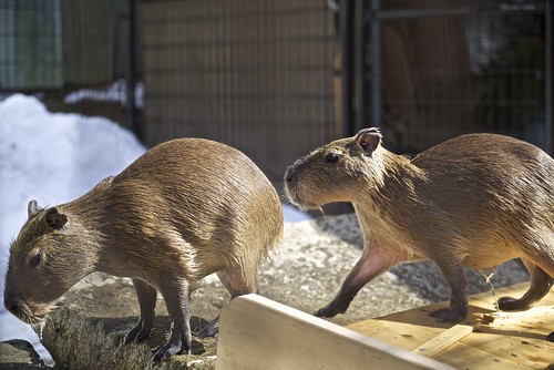 Capybara / Suzakashi Zoo
