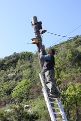 電線杆加大孔洞供山麻雀使用。（圖片來源：台灣濕盟）