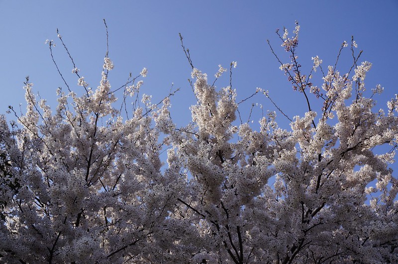 金沢桜満開！　その４　ホームフィールドの桜