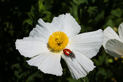 Ladybug Flowers