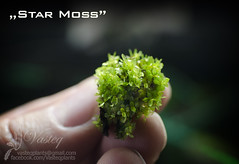 Star Moss