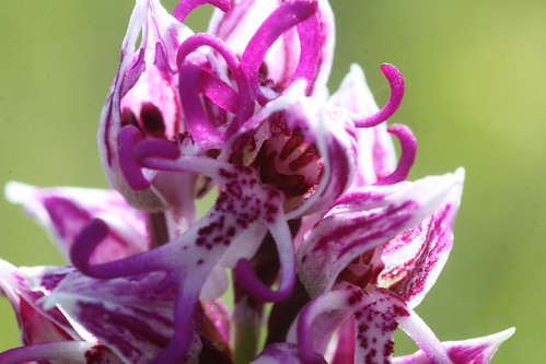 Monkey Orchid Orchis Simia