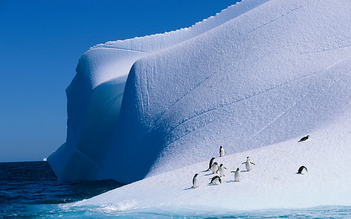 Gentoo and Chinstrap Penguins on Iceberg, Antarctica by brittanydunn1