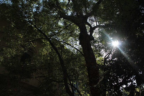 Orto botanico: tra le foglie, il sole