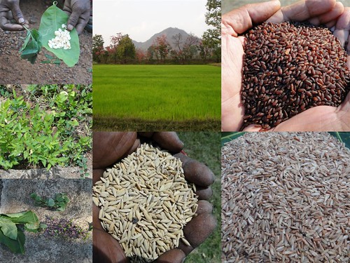Validated and Potential
Medicinal Rice Formulations for Diabetes mellitus Type 2 Complications and/with
Psoriasis (TH Group-208) from Pankaj Oudhia’s Medicinal Plant
Database