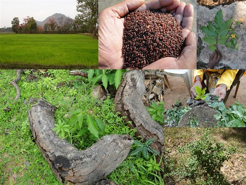 Validated and Potential Medicinal Rice Formulations for Lichenoid dermatitis with Diabetes mellitus Type 2 Complications (TH Group-254) from Pankaj Oudhia’s Medicinal Plant Database by Pankaj Oudhia