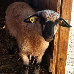 This little guy was pretty shy. #sheepish #latergram