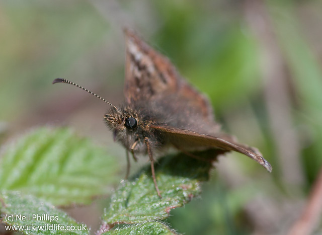 Dingy Skipper Erynnis tages-5