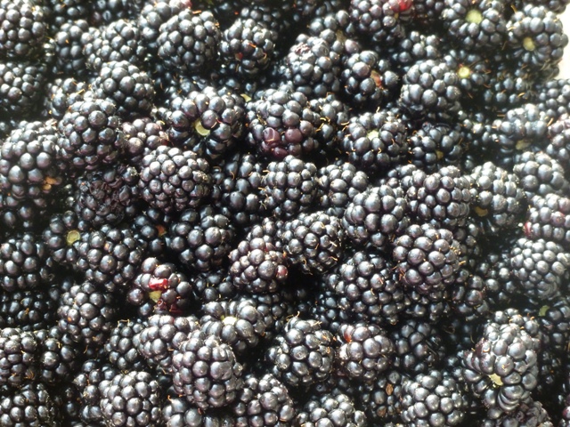 A great crop of blackberries this year
