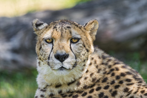 Sleepy but attentive cheetah by Tambako the Jaguar