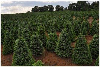 Christmas trees are a staple crop for many farms in Oregon, including this tree farm off Interstate 5. (NRCS photo)