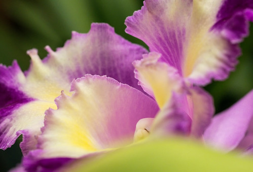 Inside Orchid Layers by Jeff.Hamm.Photography
