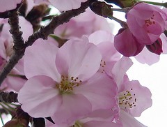 D.C. Cherry Blossom 2017