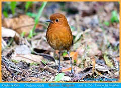 Antpittas, Antthrushes, Antbirds, and Tapaculos