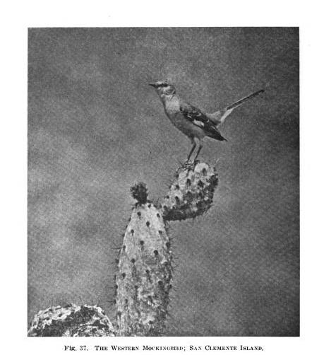 Mockingbird 1 - Condor Magazine 1922