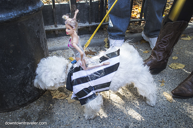 Halloween Dog Costume_Miley Cyrus Robin Thicke_Maltipoo 2