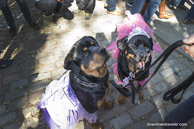 Halloween Dog Costume_Princesses_Gizmo and Brinks_Rottweilers