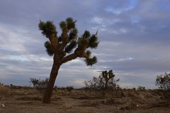 			Klaus Naujok posted a photo:	One of the many Joshua Trees found around Victorville (Mojave Desert).