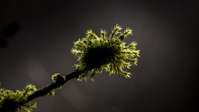 A bit of moss growing on a branch