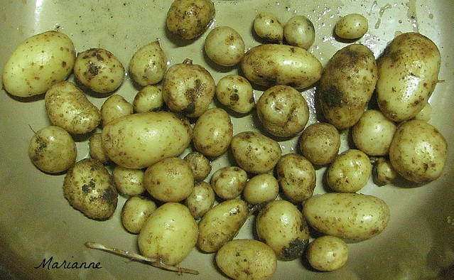 4 Seasons - Autumn Potatoes