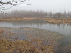 燕亭周邊濕地，圖片提供：林吉洋