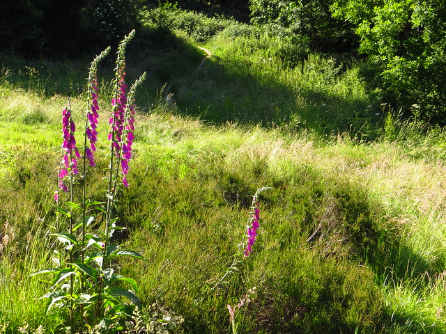 Foxgloves at the Vale of Health