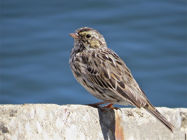 Savannah Sparrow at Gridley Wastewater Treatment Ponds in McLean County, IL 02