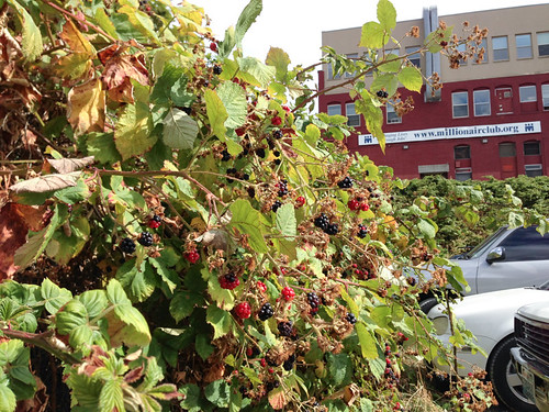 Places to eat in Seattle - A giant blackberry bush!