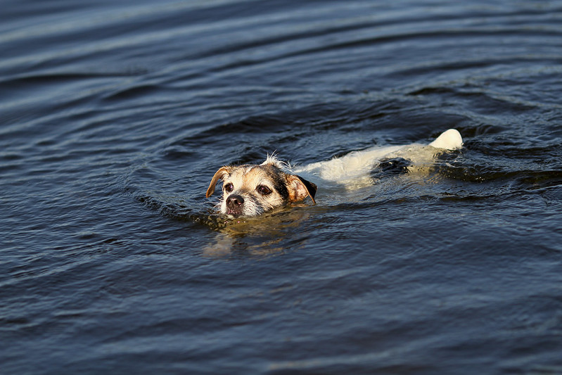 Benny swimming