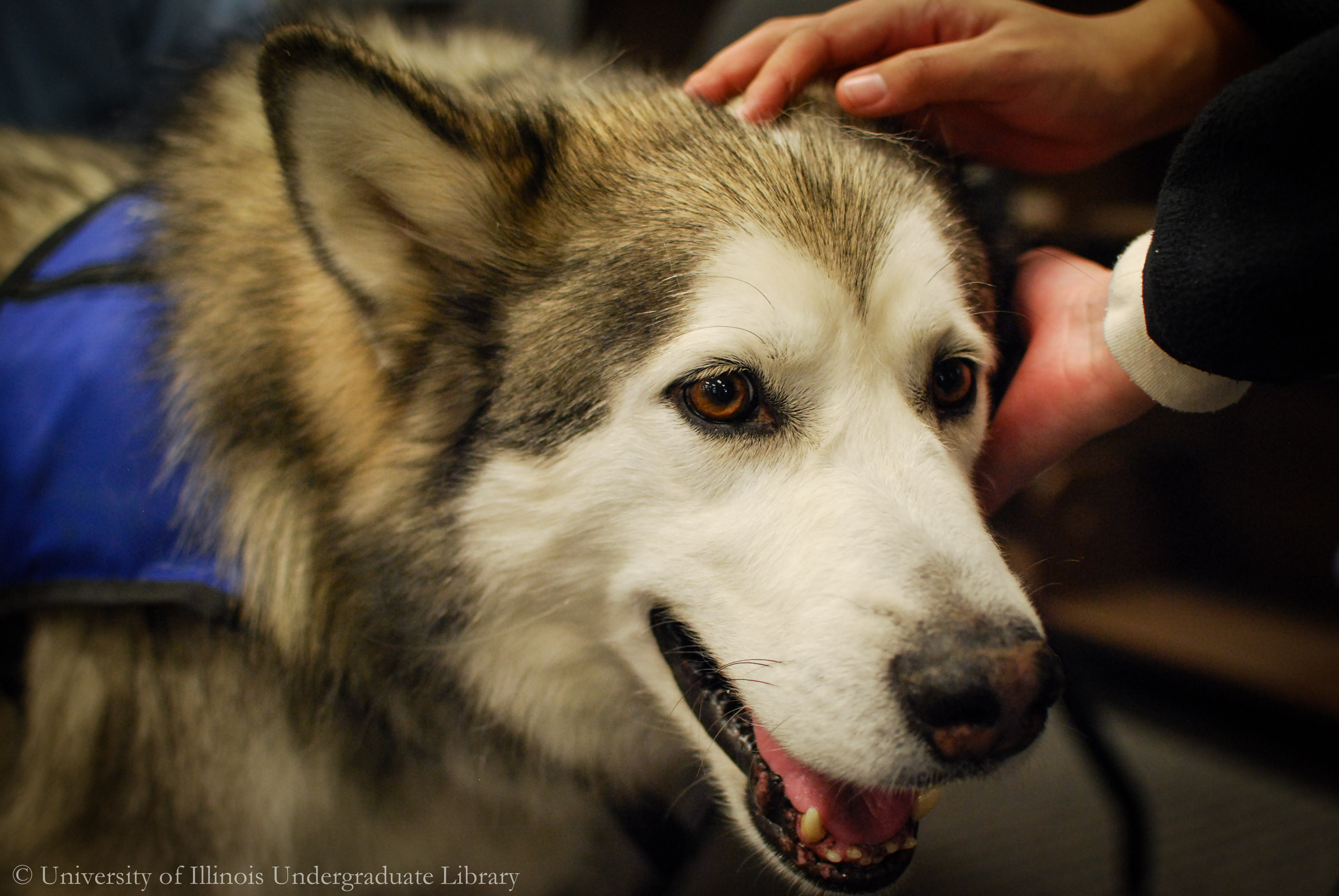 Malamute being petted by many hands