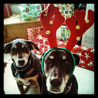 Lola's turn for the antlers! #dogstagram #dobermanmix #coonhoundmix