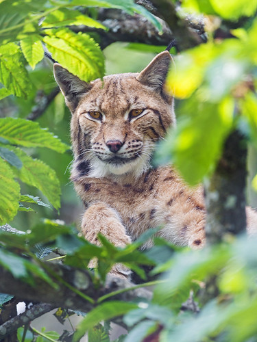 Female lynx in the tree by Tambako the Jaguar