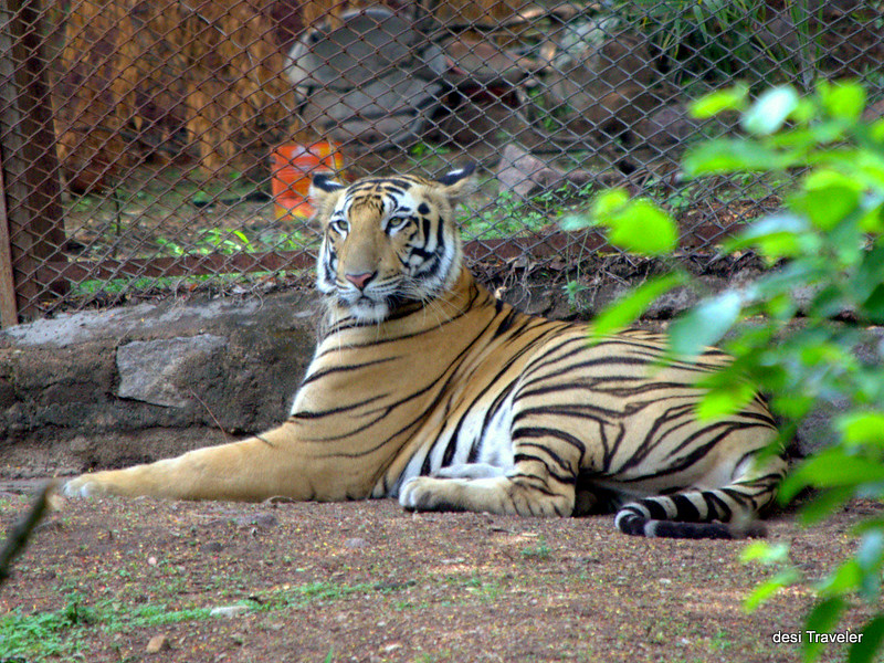 Royal Bengal Tiger resting in shade Hyderabad Zoo Park 