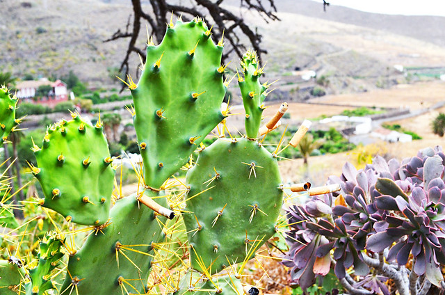 Cactus Ashtray, Agaete, Gran Canaria