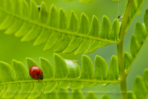 Ladybug Fern