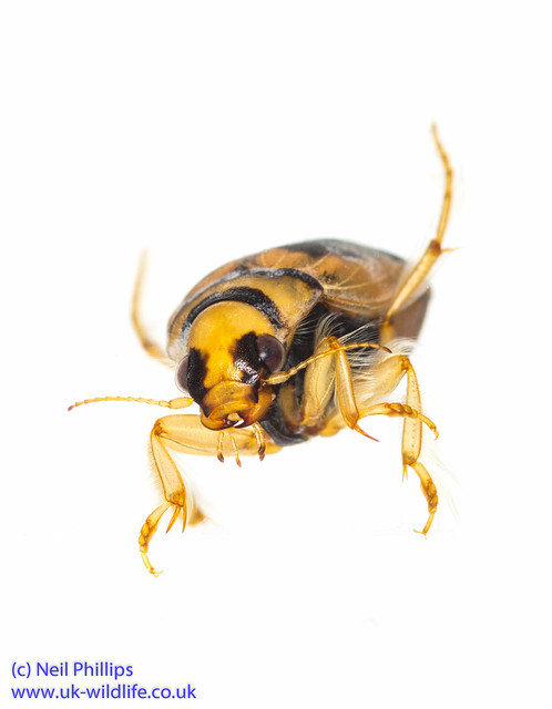 Screech or squeek beetle Hygrobia hermanni-2