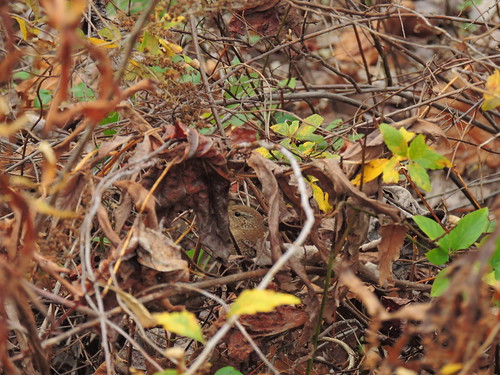 Can you see the Winter Wren?