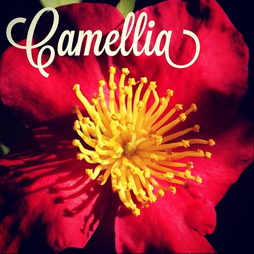 Garden Alphabet: Camellia | A Gardner's Notebook