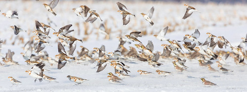 Winter birds by andiwolfe
