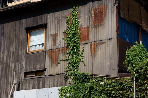 A tin wall and an ivy  by leicadaisuki