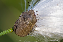 Heteroptera: Scutelleridae