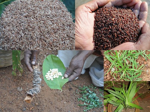Validated Medicinal Rice Formulations for Diabetes (Madhumeh) and Cancer Complications and Revitalization of Pancreas (TH Group-139) from Pankaj Oudhia’s Medicinal Plant Database by Pankaj Oudhia