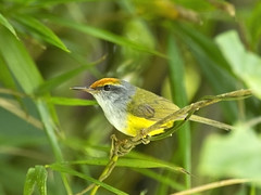 Warbler : Tailorbird - 05