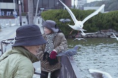 Nikon FM3A first shots: bird feeding, Akashi Castle Moat