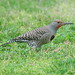 "Red-shafted" Northern Flicker (Colaptes auratus cafer)